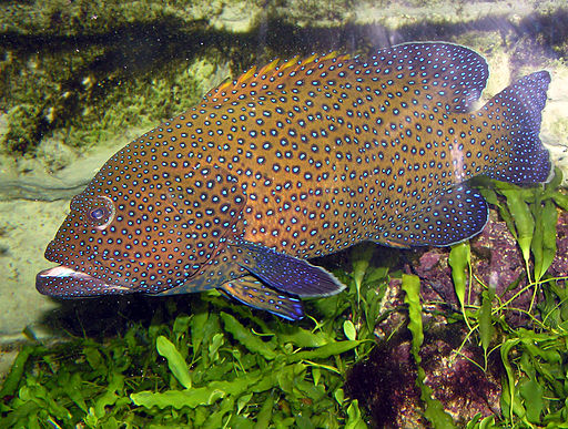 Blue Spotted Grouper