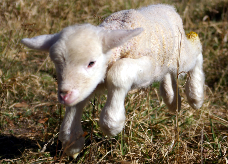 First Steps Lamb