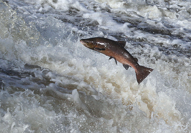 Leaping Wild Salmon
