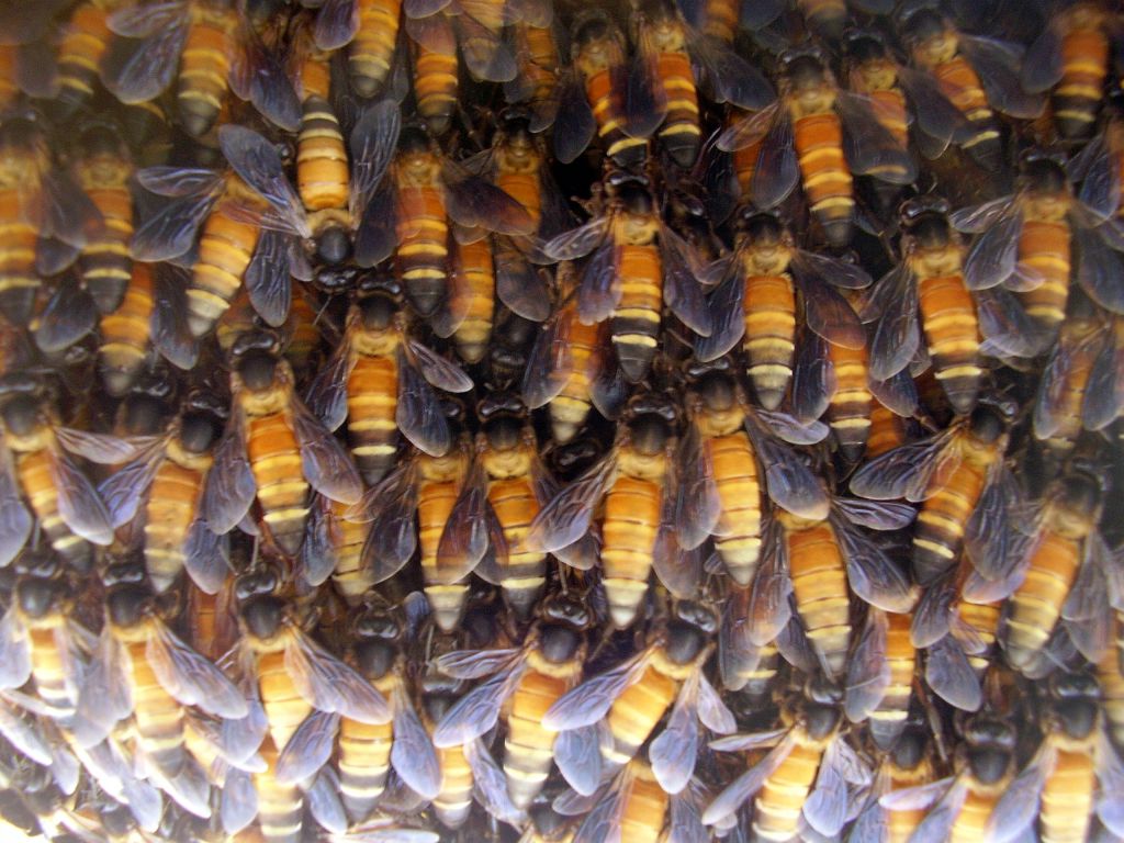 Bee Colony on Honey Comb