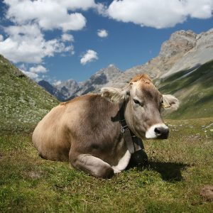 Cow Agriculture