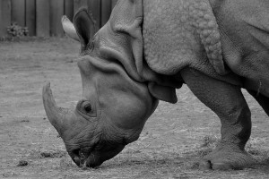 Endangered Rhinos Rhinoceros