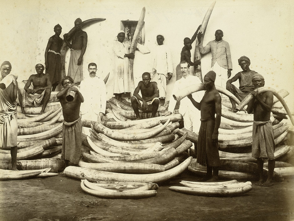 Ivory Trade Elephants 1880s