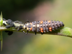 Ladybug Larvae Eats Aphids