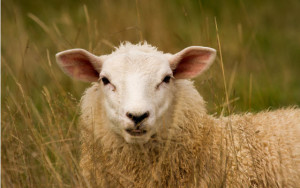 Sheep Laying Down Animal Rights