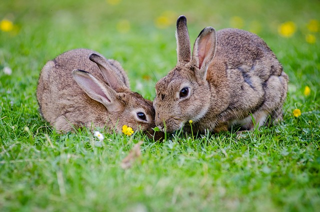 Bunnies Animal Testing