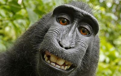 Monkey Selfie: Adventures in Copyright