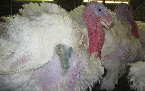 Ag-gag turkey factory farm undercover investigation